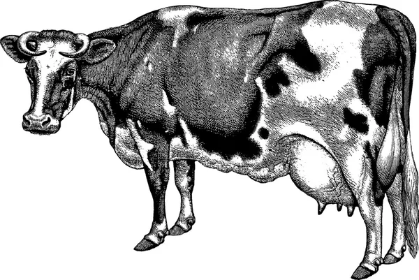빈티지 드로잉 암소 — 스톡 사진