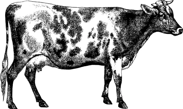 Vintage drawing cow — Stock Photo, Image