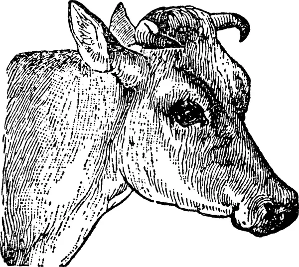 Vintage rajz tehenet fej — Stock Fotó