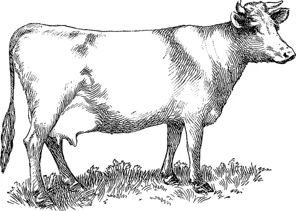 Vintage drawing cow — Stock Photo, Image