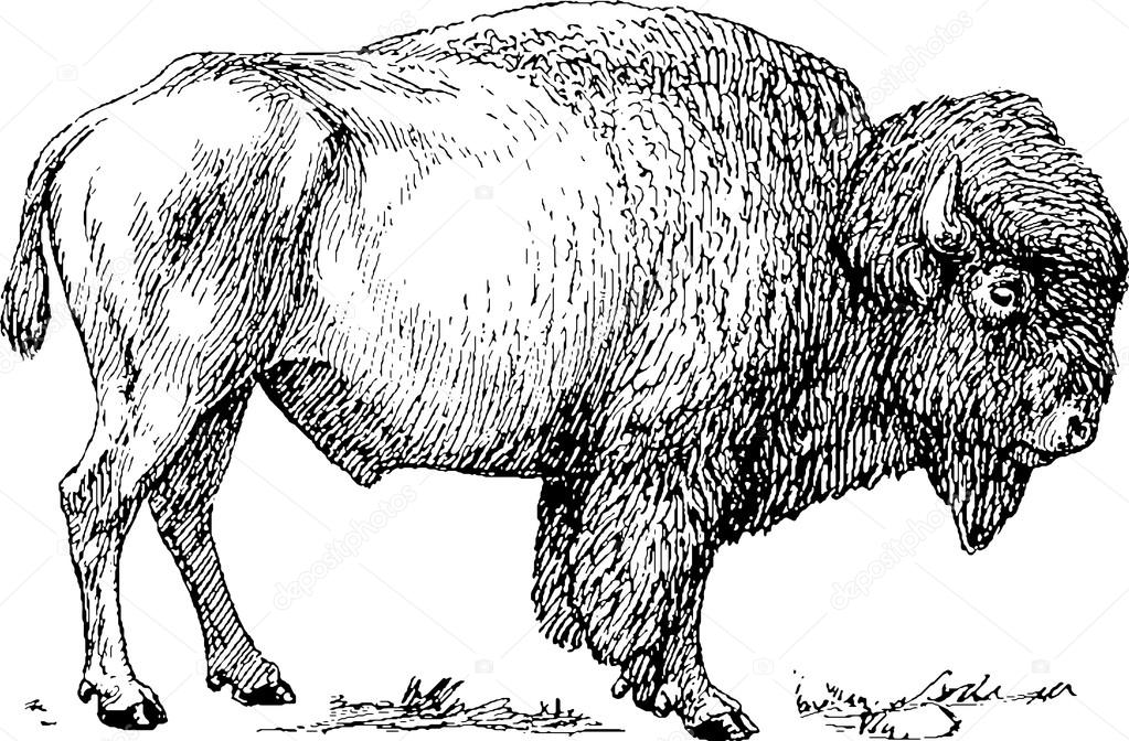 Vintage image bison
