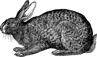 Tavşan çizim vintage