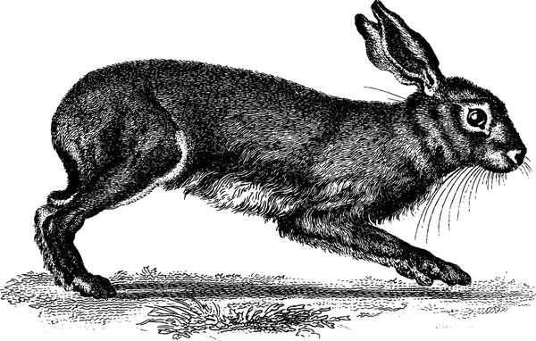 Ročník, kreslení králík — Stock fotografie
