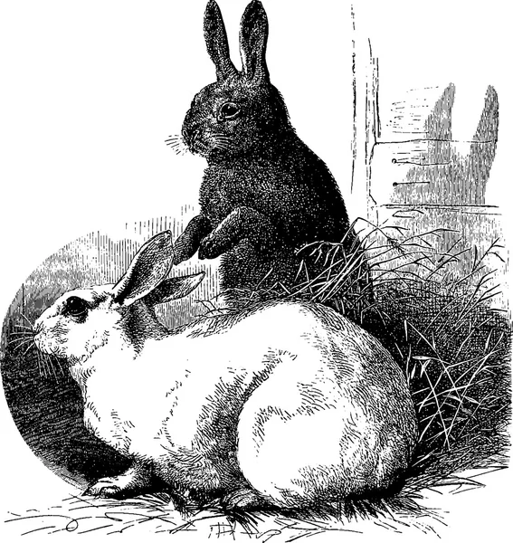 ウサギを描画ヴィンテージ — ストック写真
