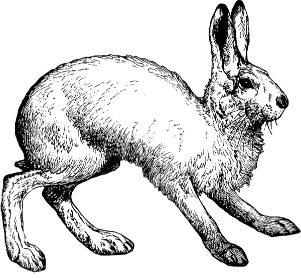 Conejo de dibujo vintage —  Fotos de Stock