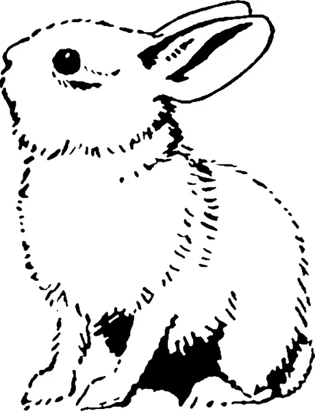 Vintage drawing rabbit — Stock Photo, Image