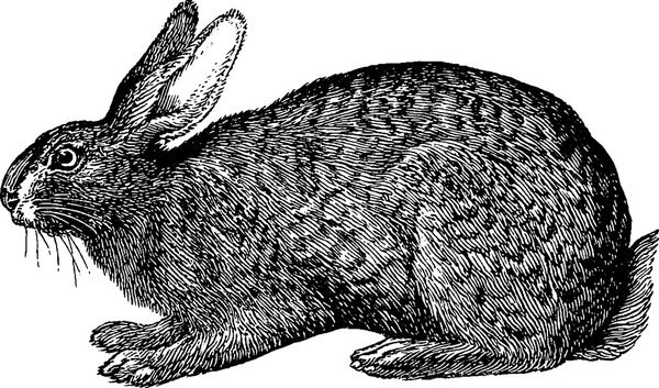 Винтажный кролик
