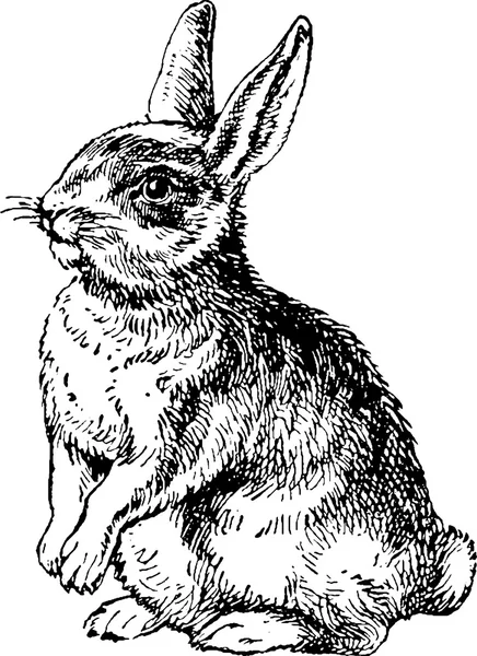 Lapin dessin vintage — Photo