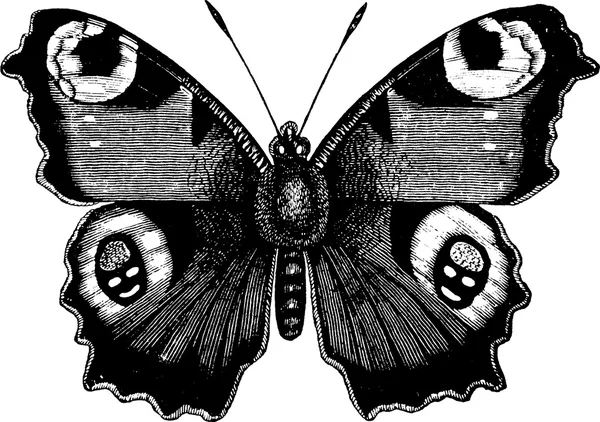 Vintage výkresu motýl — Stock fotografie
