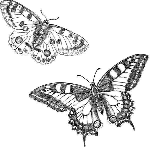 Vintage drawing butterfly — Stock Photo © 102424412