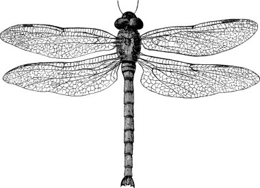 Vintage çizim yusufçuk