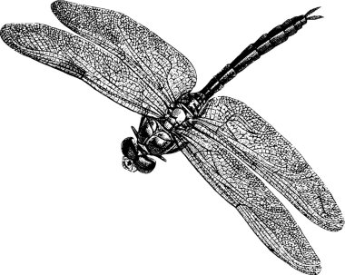 Vintage drawing dragonfly clipart