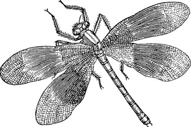 Vintage çizim yusufçuk