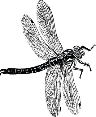 Vintage çizim yusufçuk