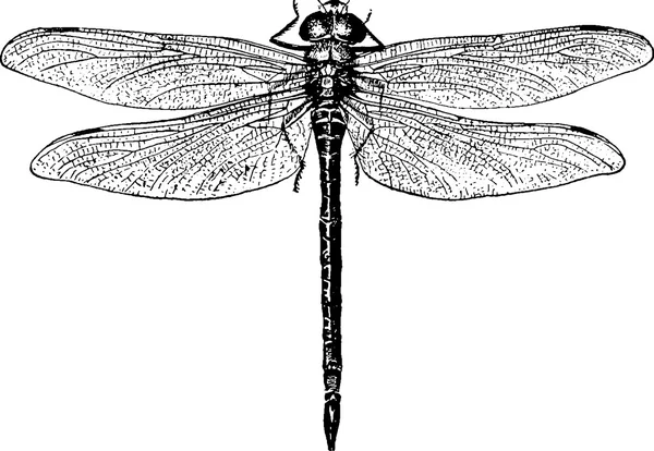 Vintage çizim yusufçuk