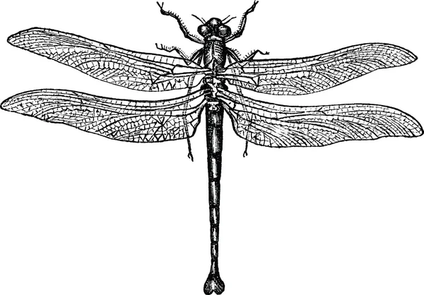 Vintage tekening dragonfly — Stockfoto