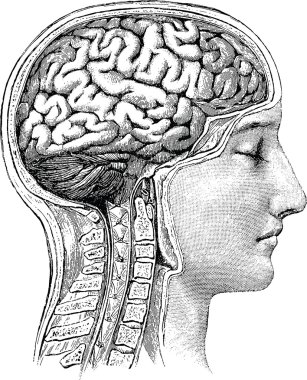 Vintage anatomik illüstrasyon insan beyni