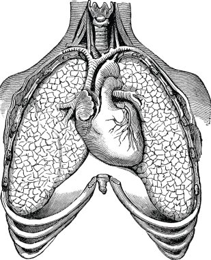 Vintage illüstrasyon insan akciğer