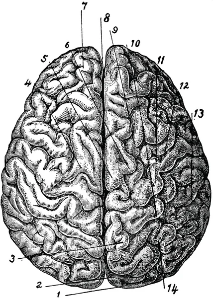 Ilustração anatômica vintage cérebro humano — Fotografia de Stock