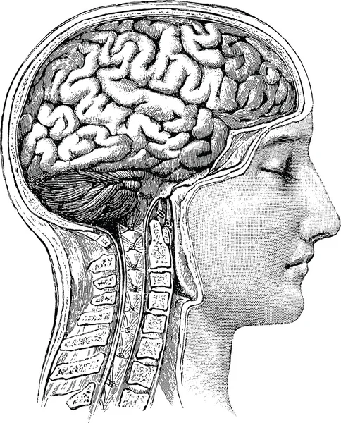 Винтажная анатомическая иллюстрация человеческого мозга — стоковое фото