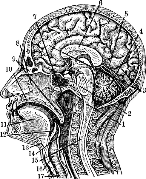 Vintage anatomik illüstrasyon insan beyni