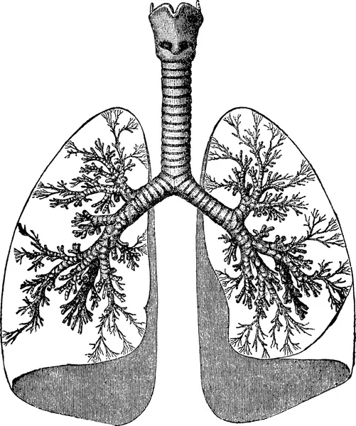 Ilustração vintage pulmões humanos — Fotografia de Stock