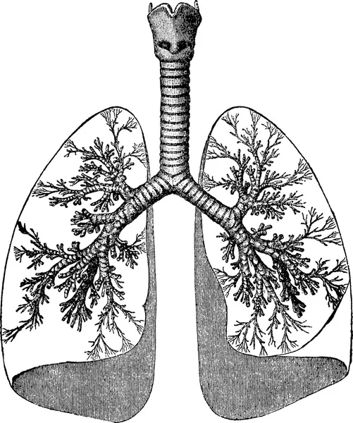 Винтажная иллюстрация легкие человека — стоковое фото
