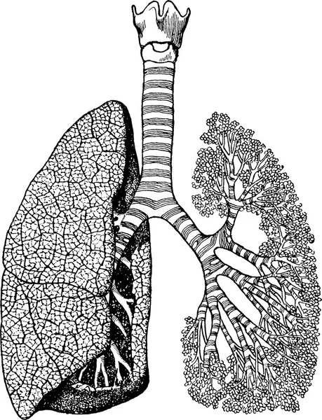 Vintage illustration human lungs — Stock Photo, Image