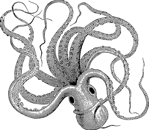 Vintage Image Oktopus — Stockfoto