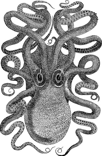 Винтажное изображение осьминога — стоковое фото