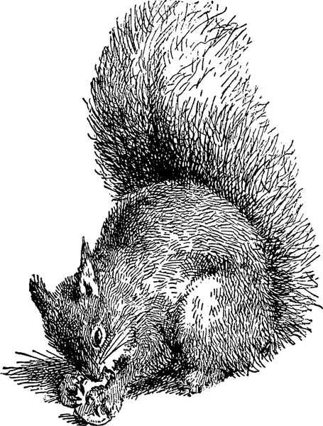 Sztuka obrazu wiewiórka — Zdjęcie stockowe
