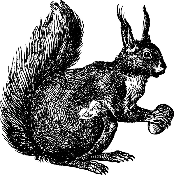 Vintage afbeelding eekhoorn — Stockfoto