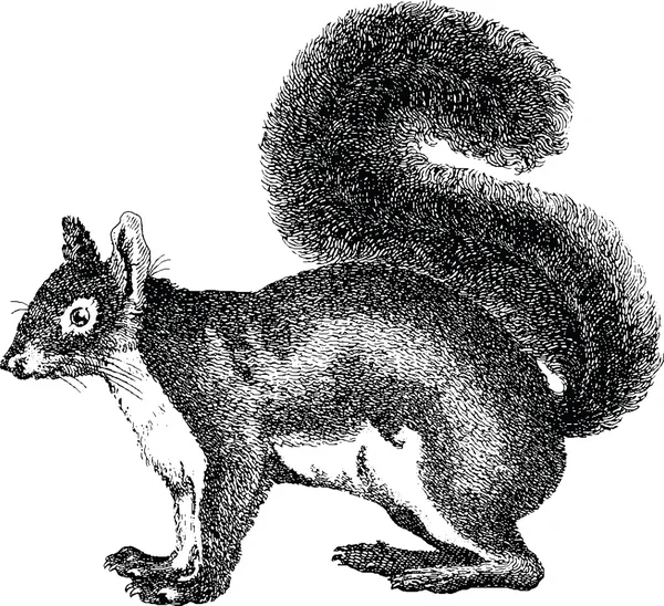 Squirrel sketch Stock Photos, Royalty Free Squirrel sketch Images ...
