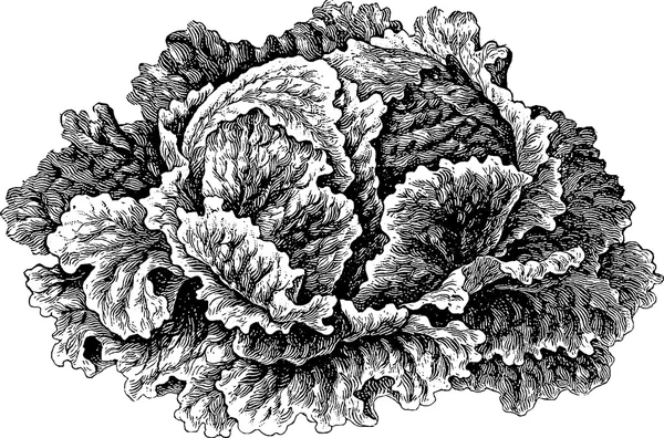 Vintage drawing lettuce — Stock Photo, Image