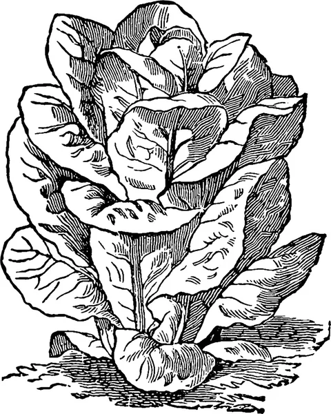 Vintage drawing lettuce — Stock Photo, Image