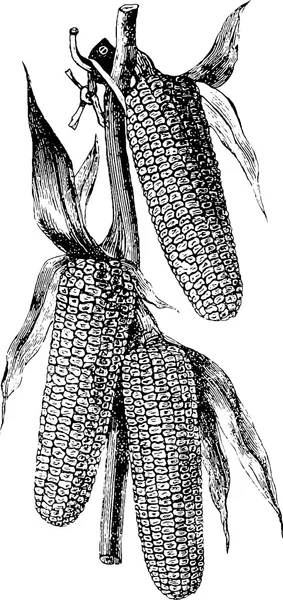 Vintage rysunek kukurydzy — Zdjęcie stockowe