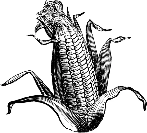 Vintage rysunek kukurydzy — Zdjęcie stockowe