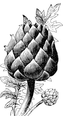 Enginar çizim vintage