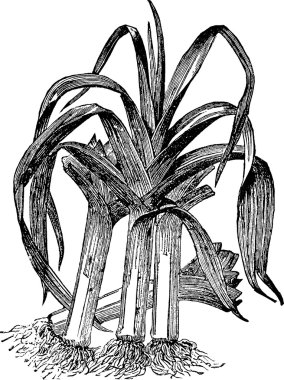 Vintage çizim pırasa