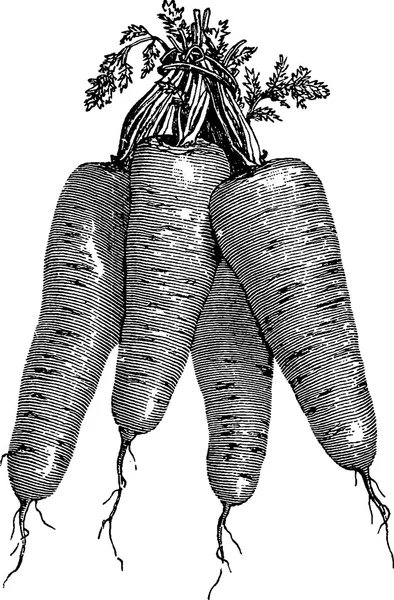 Винтажный рисунок моркови — стоковое фото