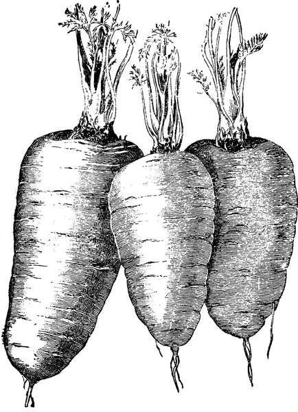 Vintage tekening wortel — Stockfoto