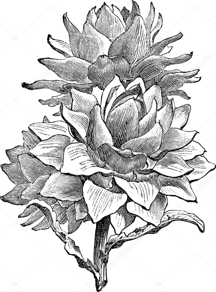Vintage drawing artichoke — Stock Photo © 108857032
