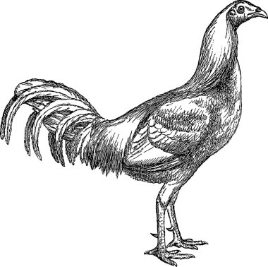 Tavuk çizim vintage