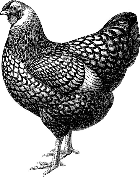 Vintage drawing chicken