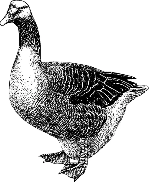 Vintage drawing goose — Stock Photo, Image