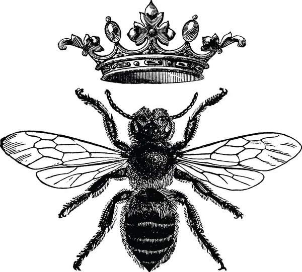 Vintage drawing bee — Stock Photo, Image