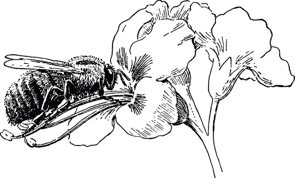 Jahrgangszeichnung Biene — Stockfoto