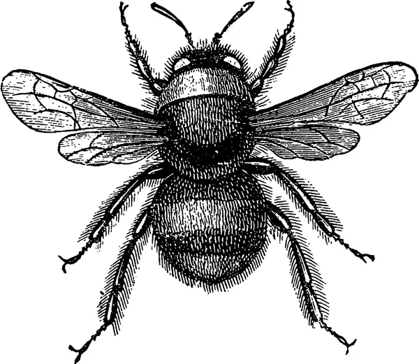 老式的绘图 humblebee — 图库照片