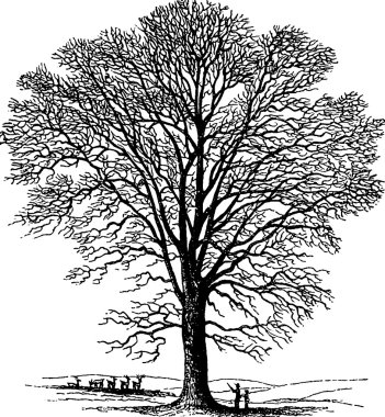 Vintage çizim ağaç