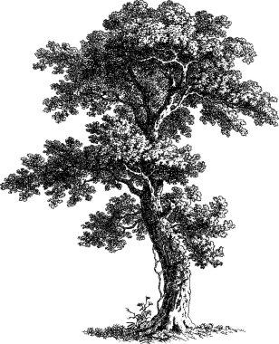 Vintage çizim ağaç